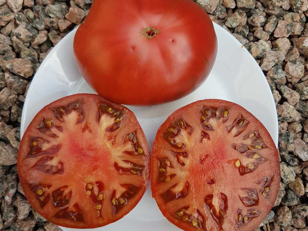 Dwarf Pierce's Pride